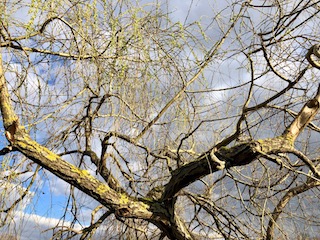 vers le printemps